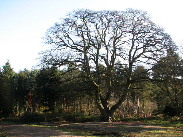 Sessile oak tree at Bacton Woods 