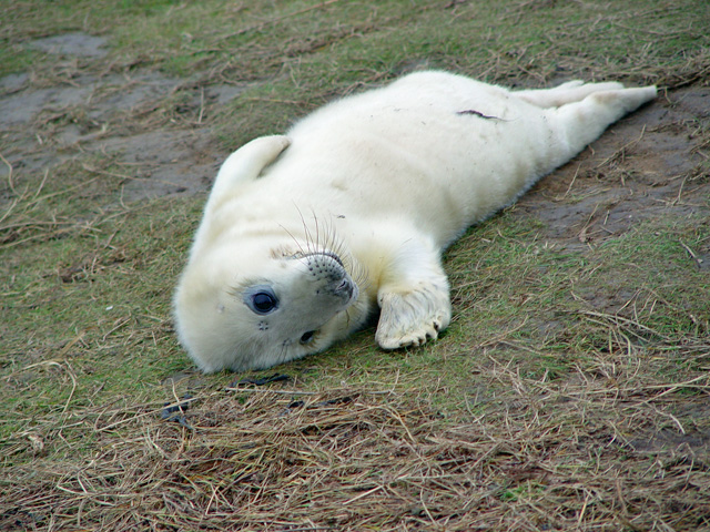 A playful young seal pup at the Donna Nook Nature Reserv 