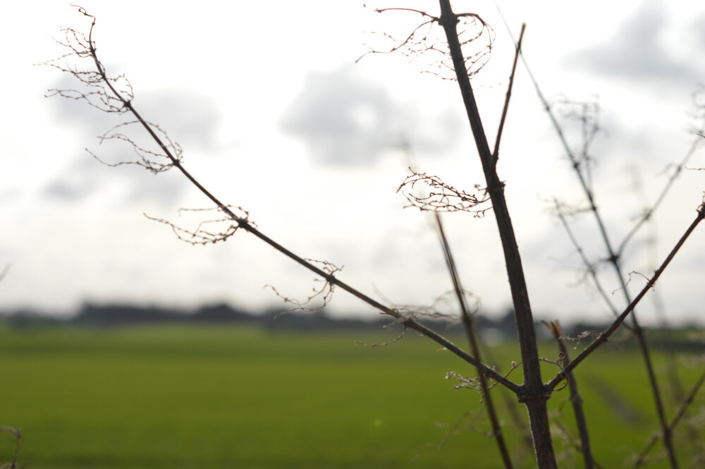 View of field behind Kenwood and Colleys.jpg