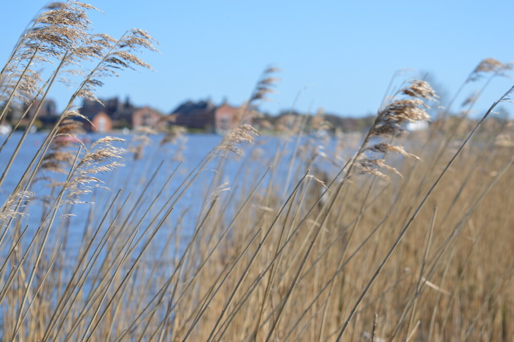 Reeds and water at Oulton Broad on the Broads National Park.jpg