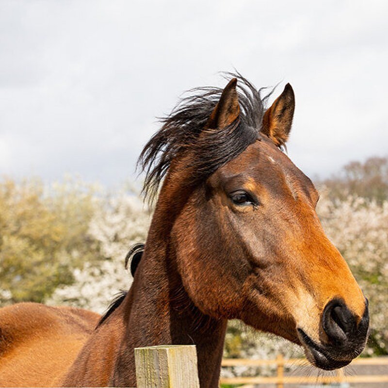 Next time you are visiting #norfolk pop and see our lovely neighbours @redwingsuk at Tingdene Caldecott Hall Country Park. 🐎 They are a fabulous, charitable organisation, responsible for over 2000 horses, ponies, donkeys &amp; mules across the UK 🇬