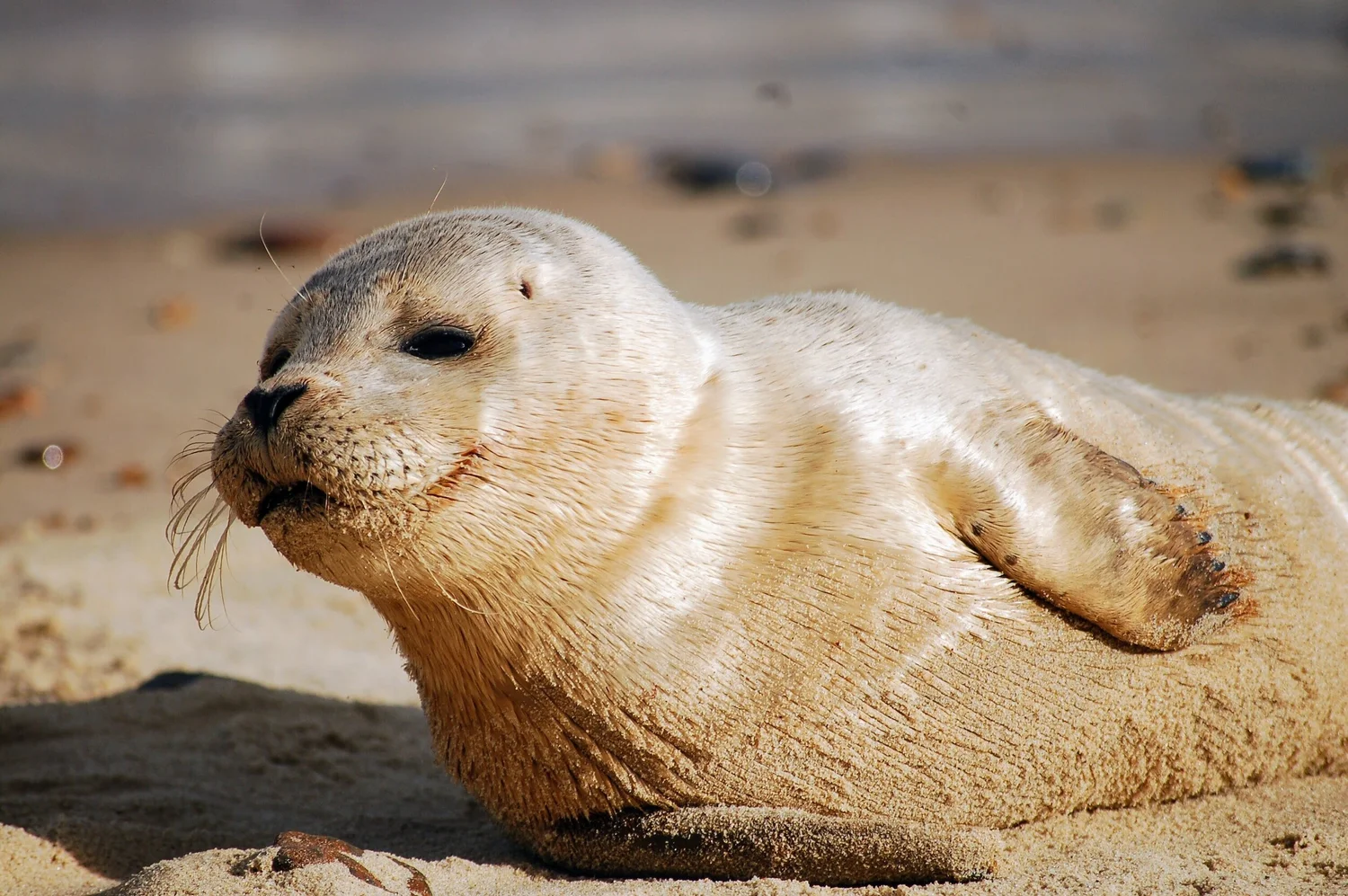 8 Amazing Animal Attractions to Visit Near Mablethorpe