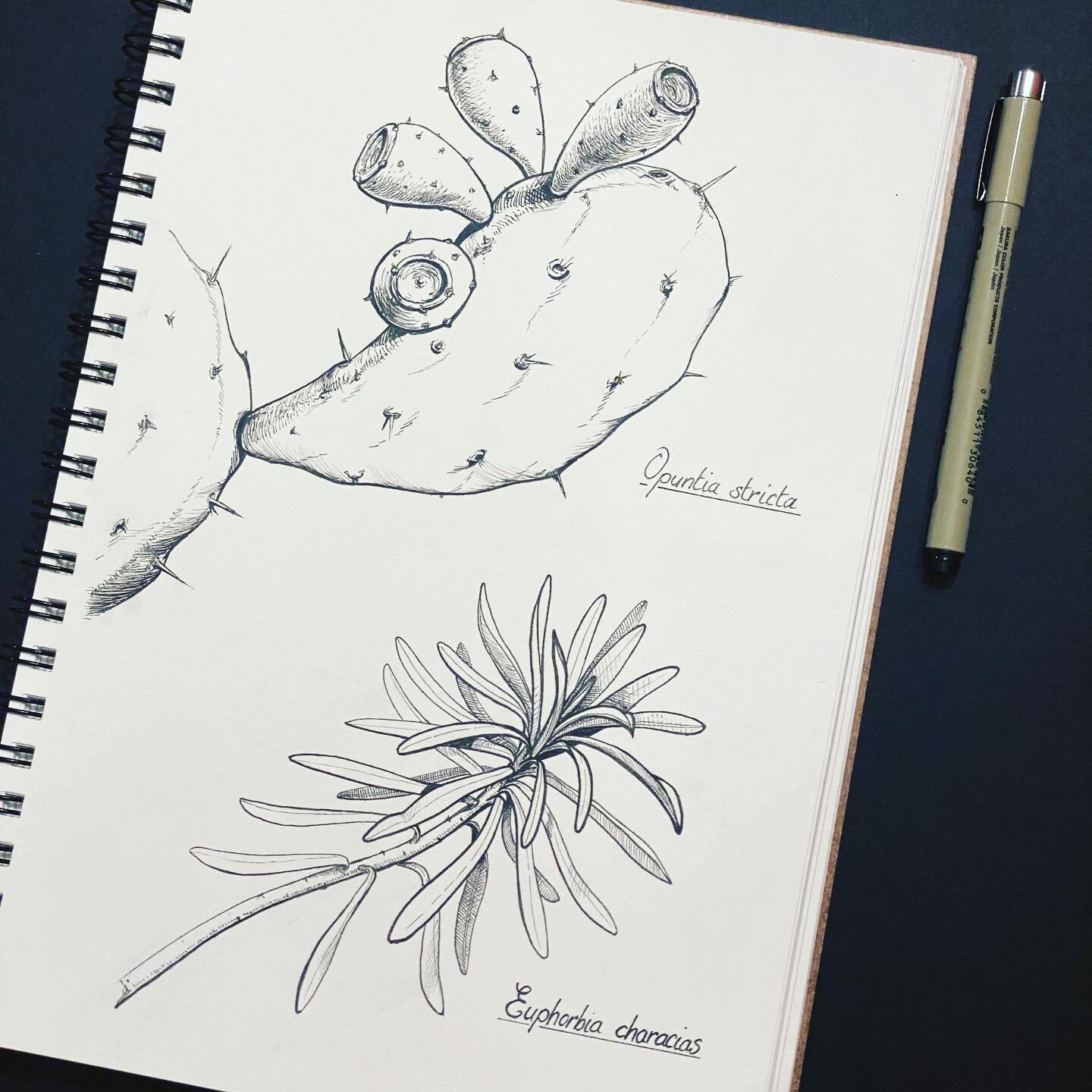 :
﻿🌿Opuntia stricta
🌿Euphorbia characias
﻿
﻿
﻿
﻿
﻿#botanicalart #botanicalillustration #penandink #pendrawing #illustration #plants #opuntiastricta #euphorbiacharacias #art #sketchbook