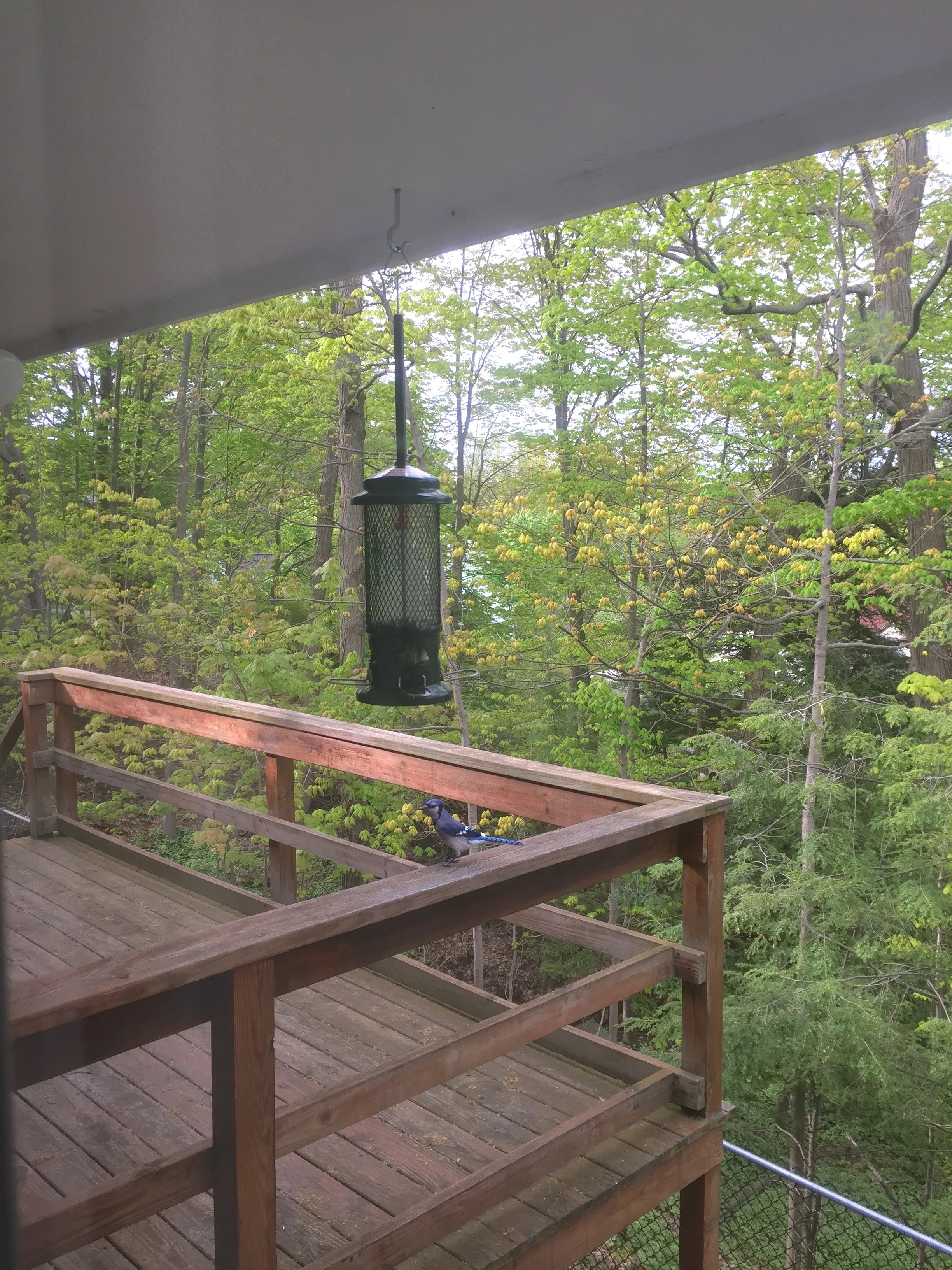 View off the back-deck