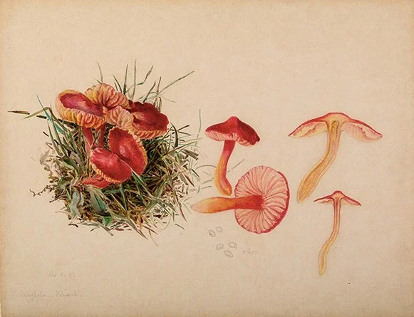 Beatrix Potter, Wikipedia Commons