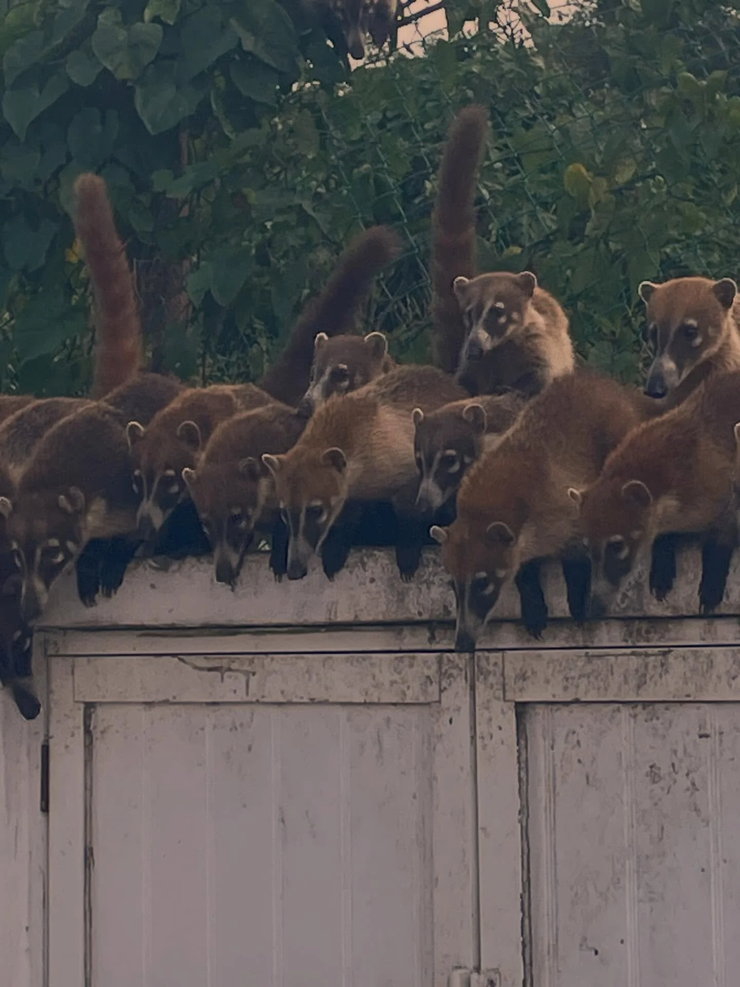 White-nosed Coatis (of Cozumel):

Also known as coatimundi or pizotes. They are members of the raccoon family and are famous for their long, flexible snouts and tall, ringed tails.