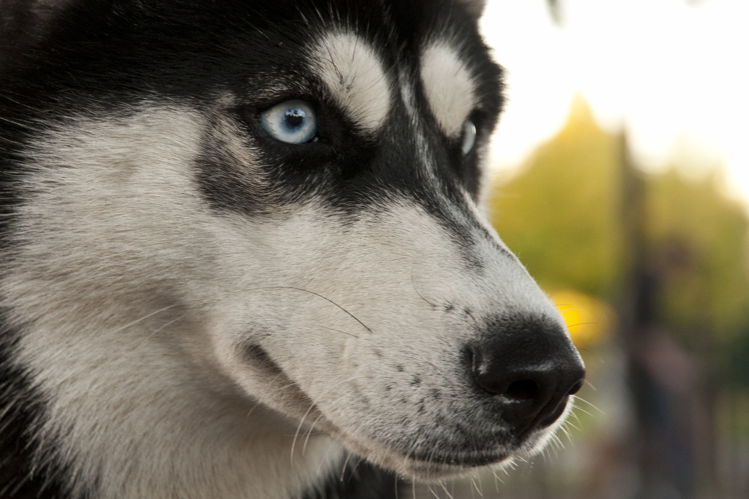 Husky-Profile.jpg