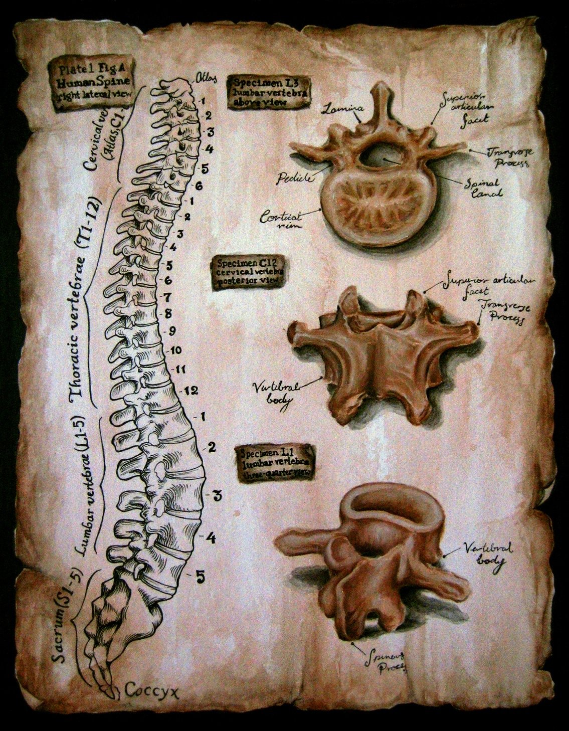 plate 1 spine handwritten.jpeg