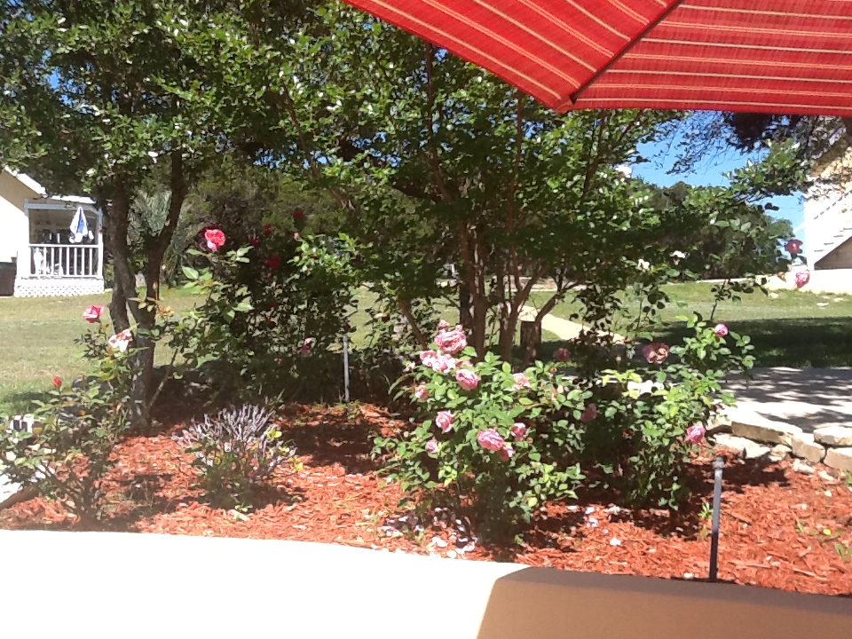 rosegarden.JPG
