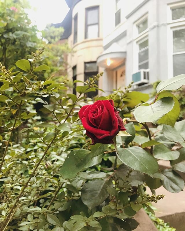 roses in bloom, magic unfolding, i am here and listening, keep blooming 🌹

slow cooked @grownycgrains hot cereal and oats with raspberries, rosewater, date syrup and tahini. i hear you lebanon, ancestors, ocean, odette.