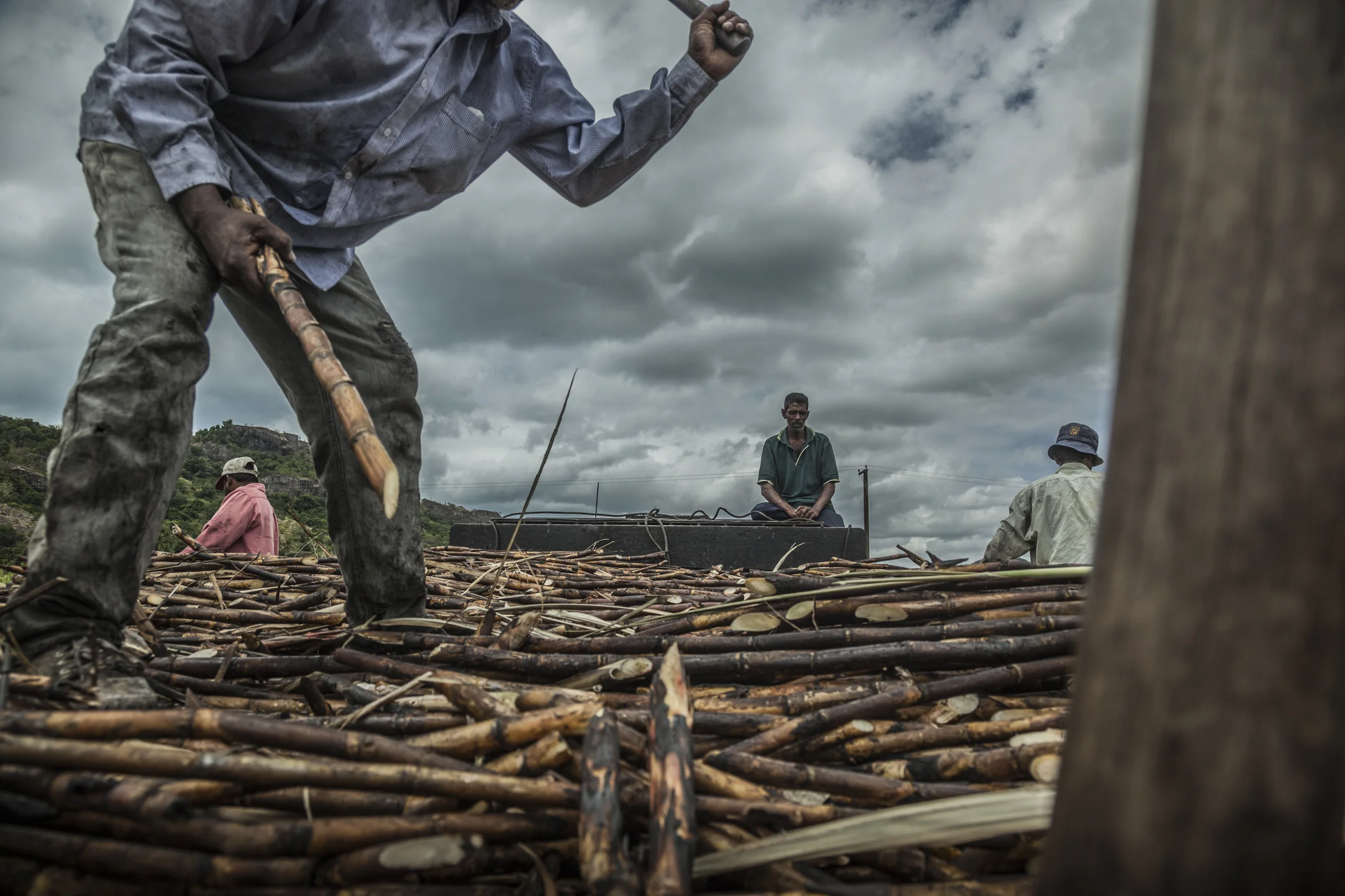 _MG_3314_FIJI_CANE_09.jpg