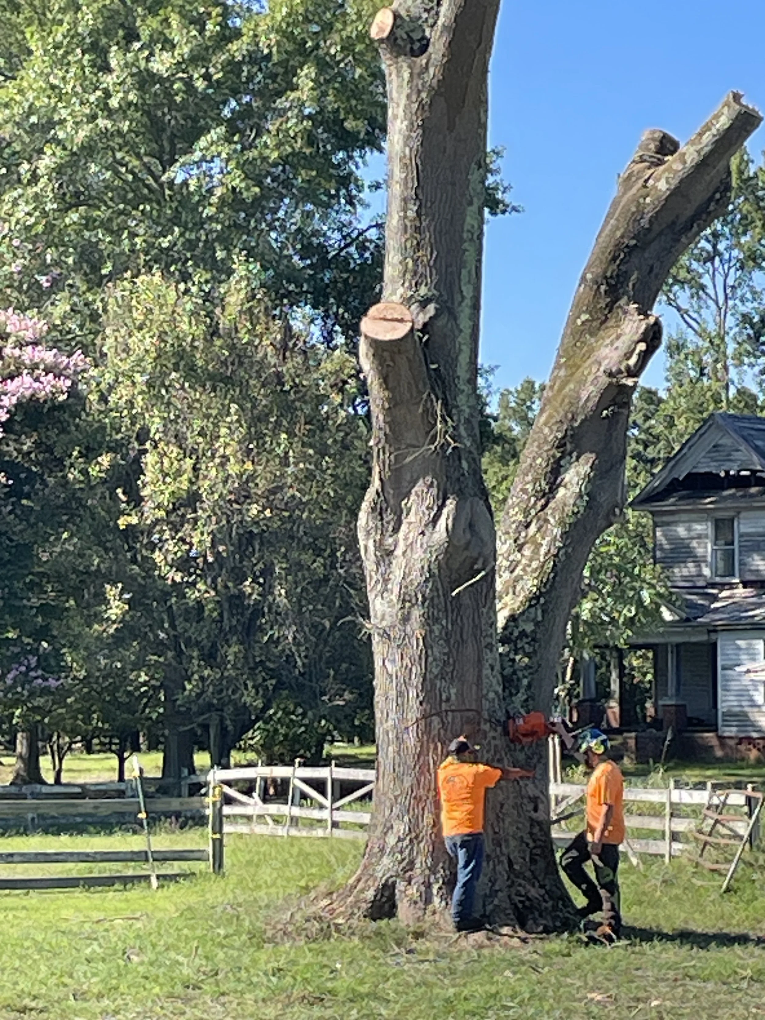 treeSep25d.jpeg