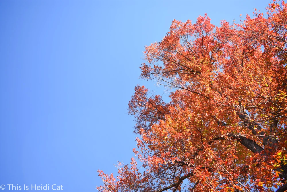 Virginia_Foliage-2.jpg