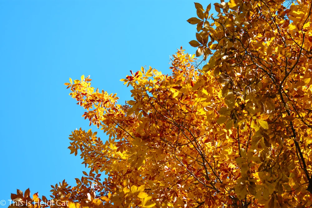 Virginia_Foliage-9.jpg