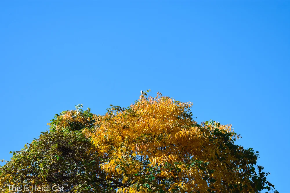 Virginia_Foliage-13.jpg