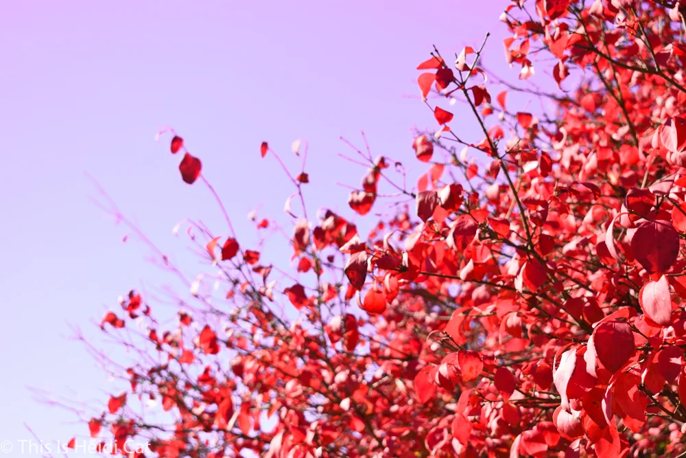 Virginia_Foliage-14.jpg
