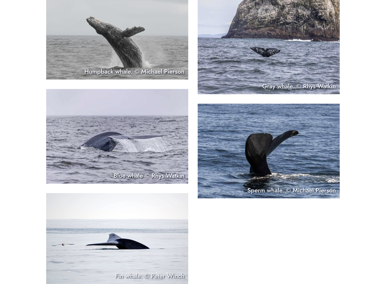 Whale Tails
