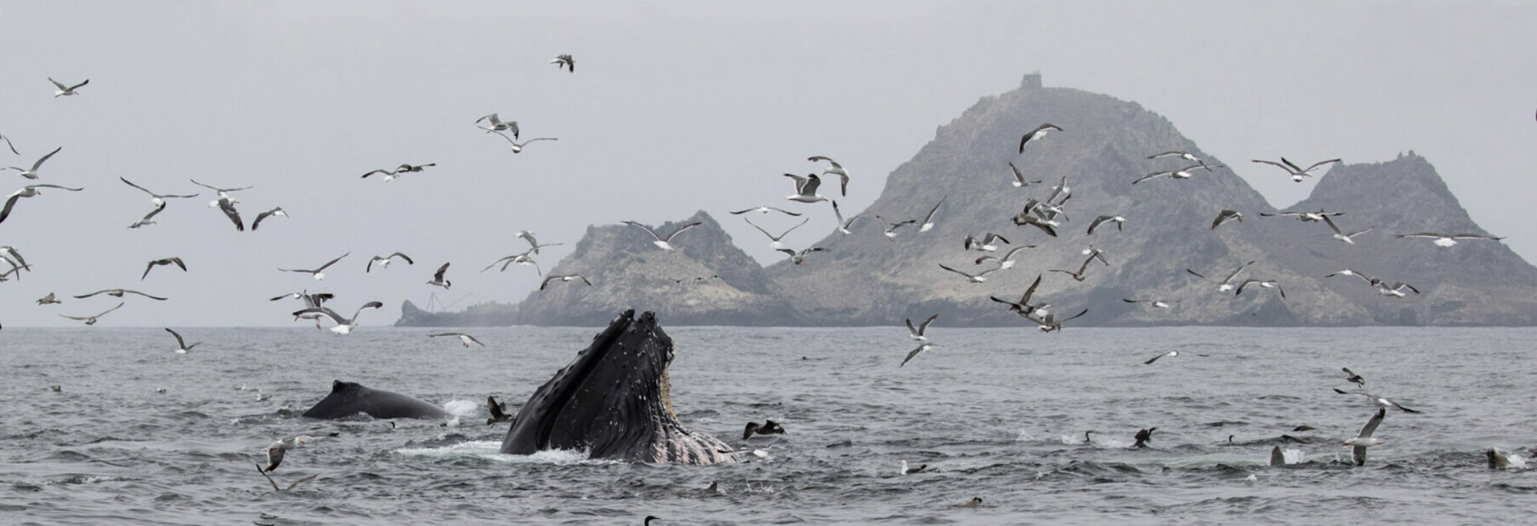 Whales at the Farallones