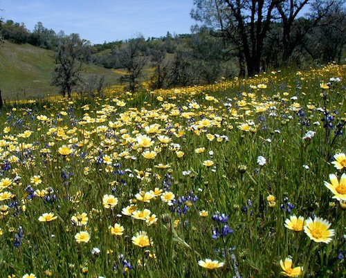 Picture 6. Adult nectar plant, tidy-tips