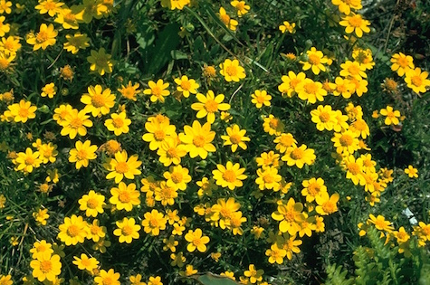 Picture 4. Adult nectar plant, California goldfields
