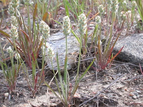 Picture 3. Larval host plant, dwarf plantain