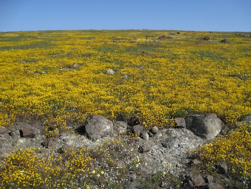 Picture 2. Bay checkerspot butterfly habitat