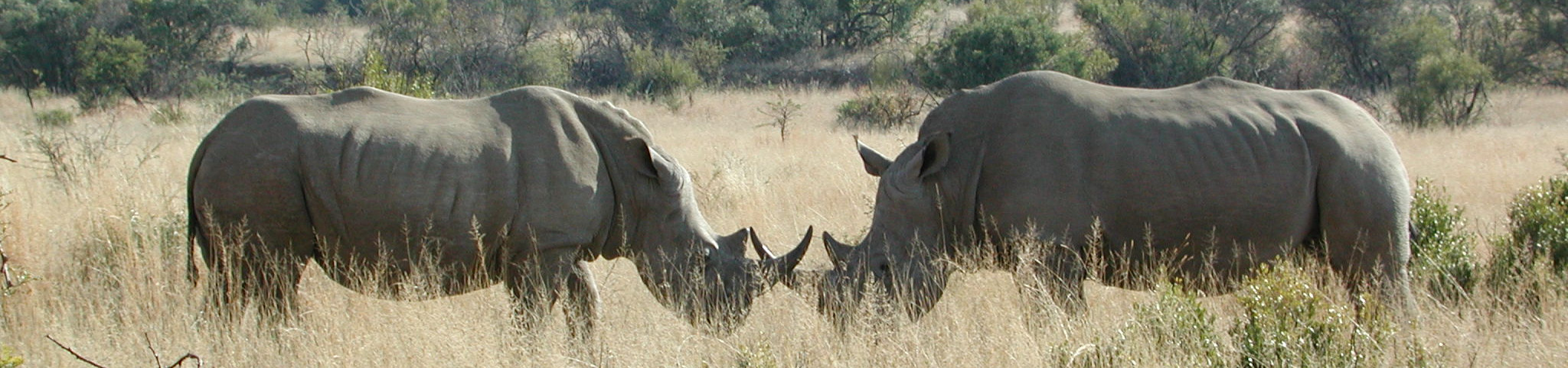 Two southern white rhinos in Pilanesburg National Park, South Africa.