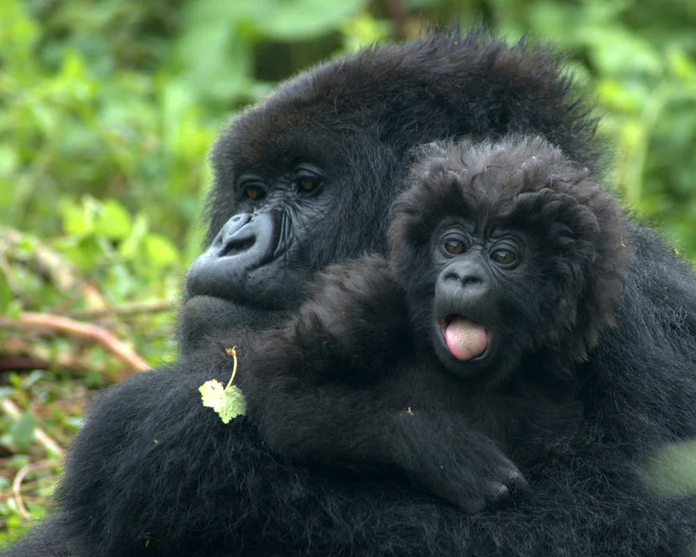 Two of Dr. Spelman's former patients in Rwanda - mother and baby mountain gorilla.
