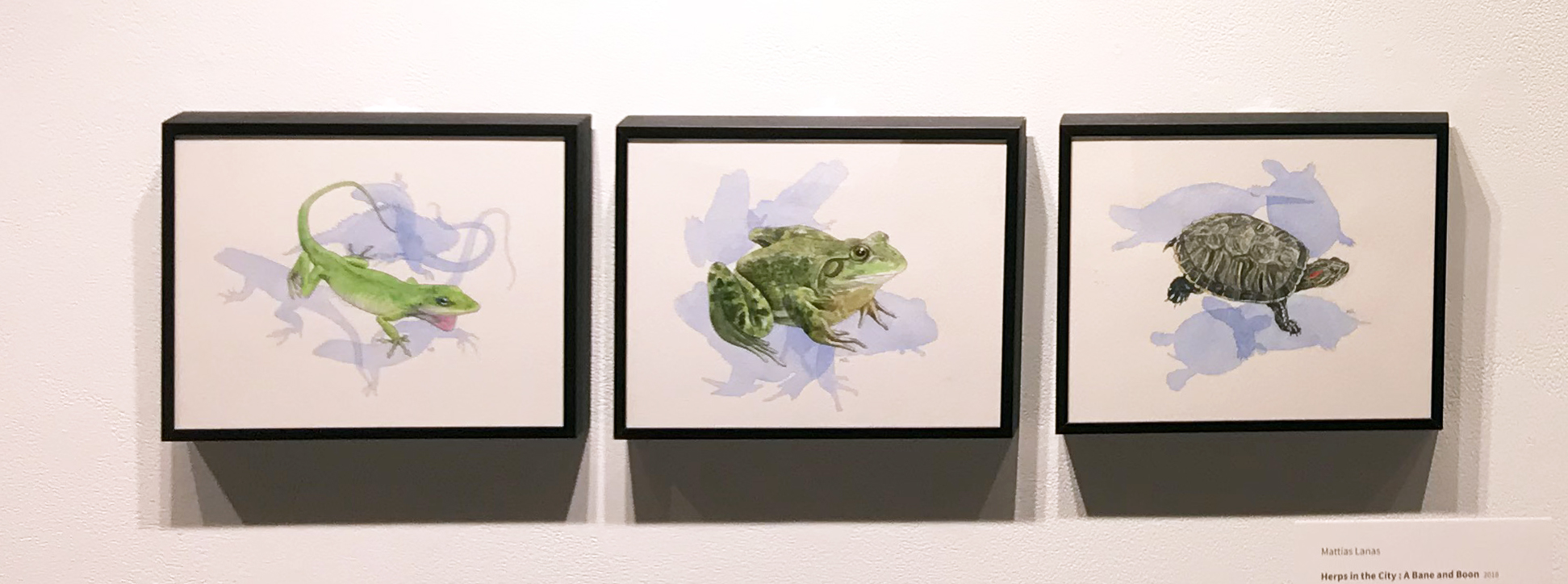 Herps in the City: A Bane and Boon by Mattias Lanas