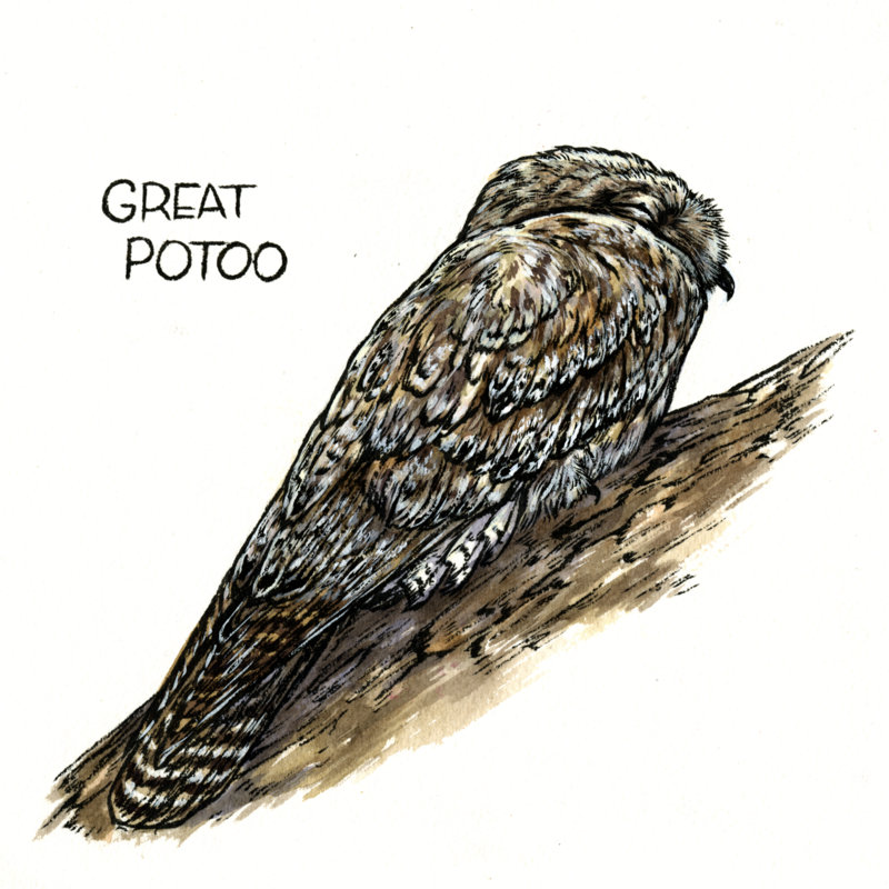 3-Great Potoo.jpg