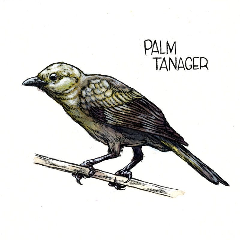 6-Palm Tanager.jpg