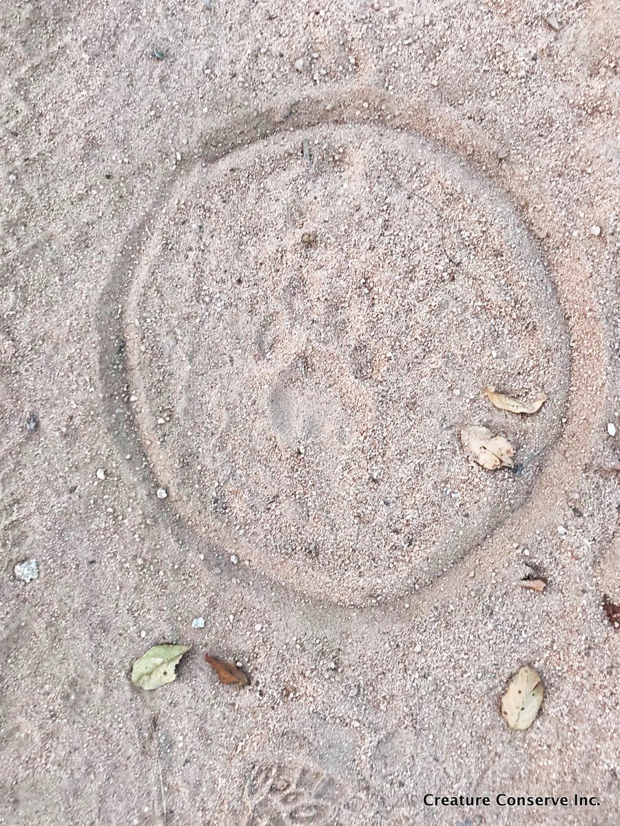 4 Track example used to determine where to set camera traps.jpg