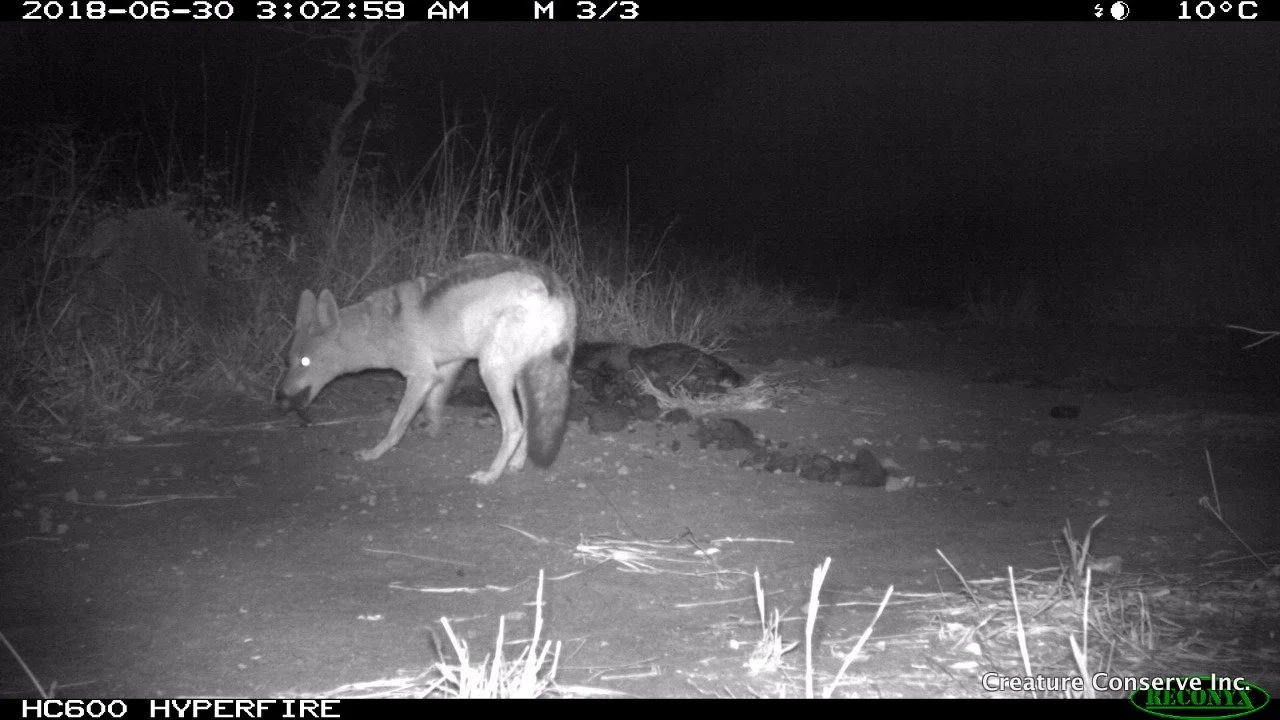 BB jackal2-2018-07-01-05-16-01 Nov 30, 2018 at 5-39 PM.jpg