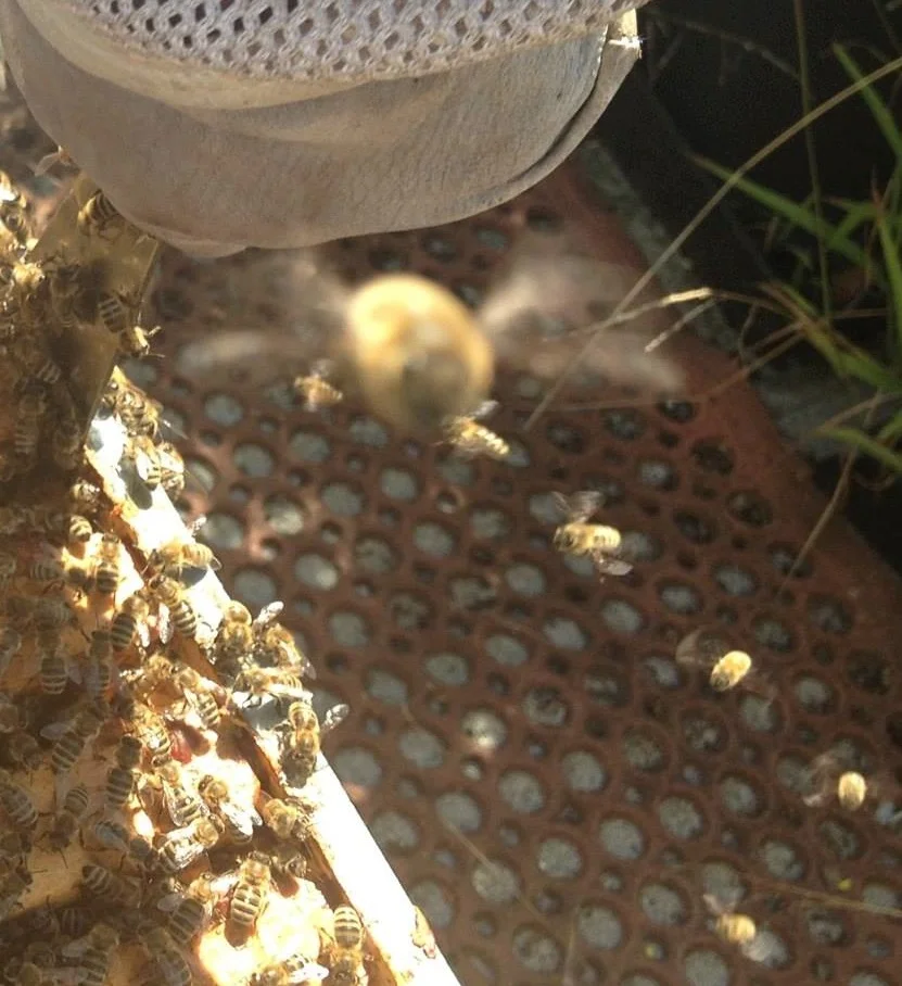 flying bee.jpg