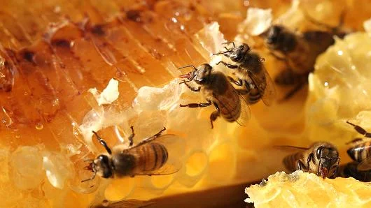 CNBC: Bee activists swarm Home Depot and Lowe's