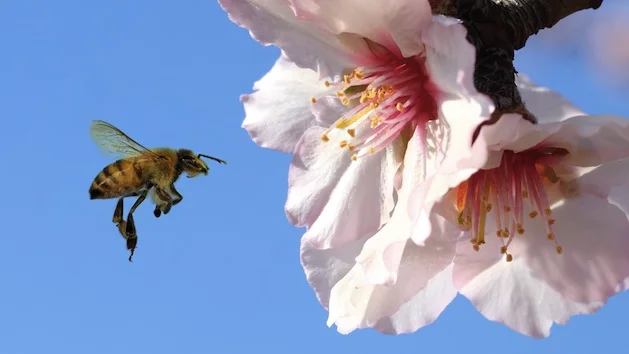 Mother Jones: Are Your Delicious, Healthy Almonds Killing Bees?