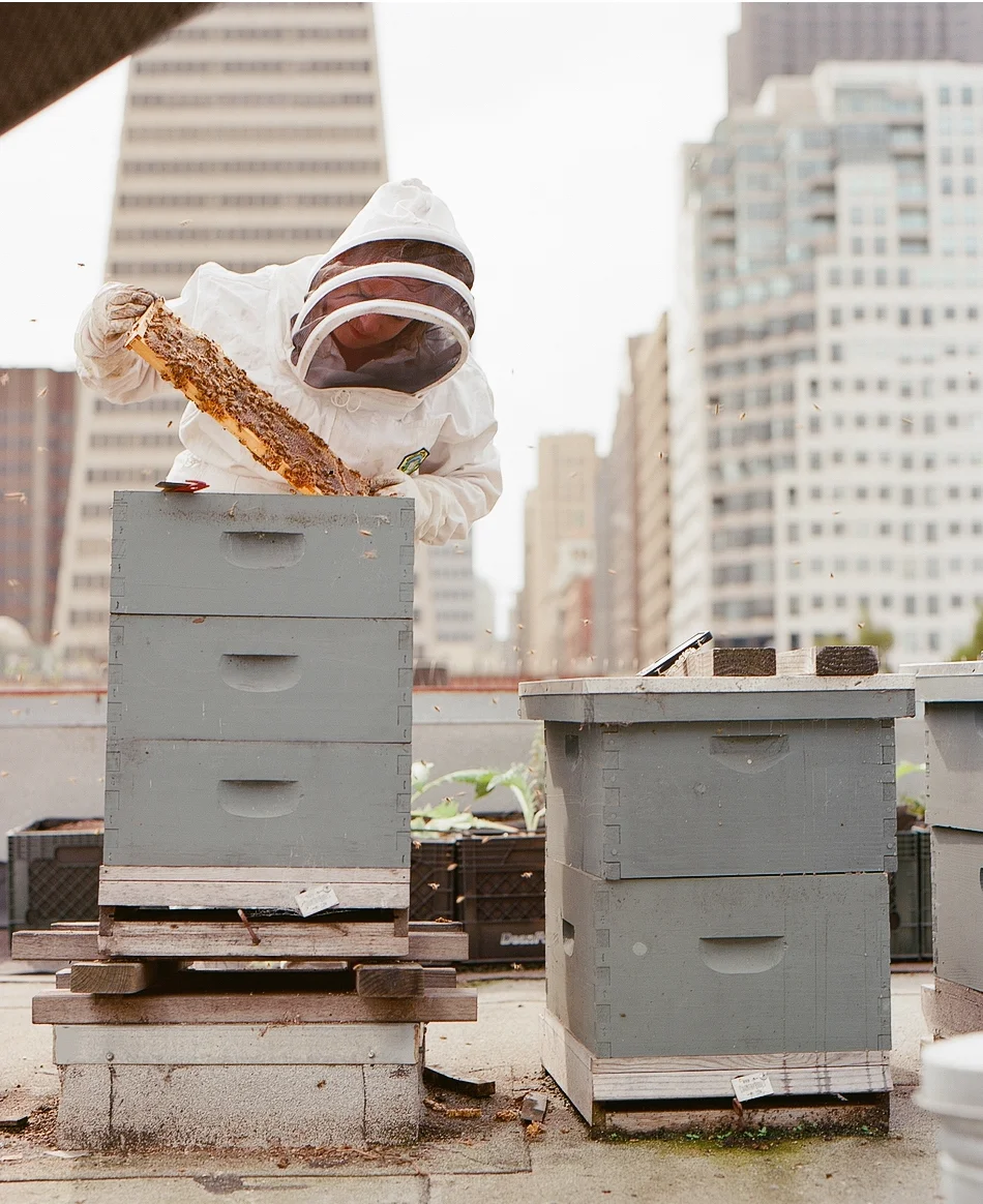TERRY OXFORD: SAN FRANCISCO ROOFTOP BEEKEEPER