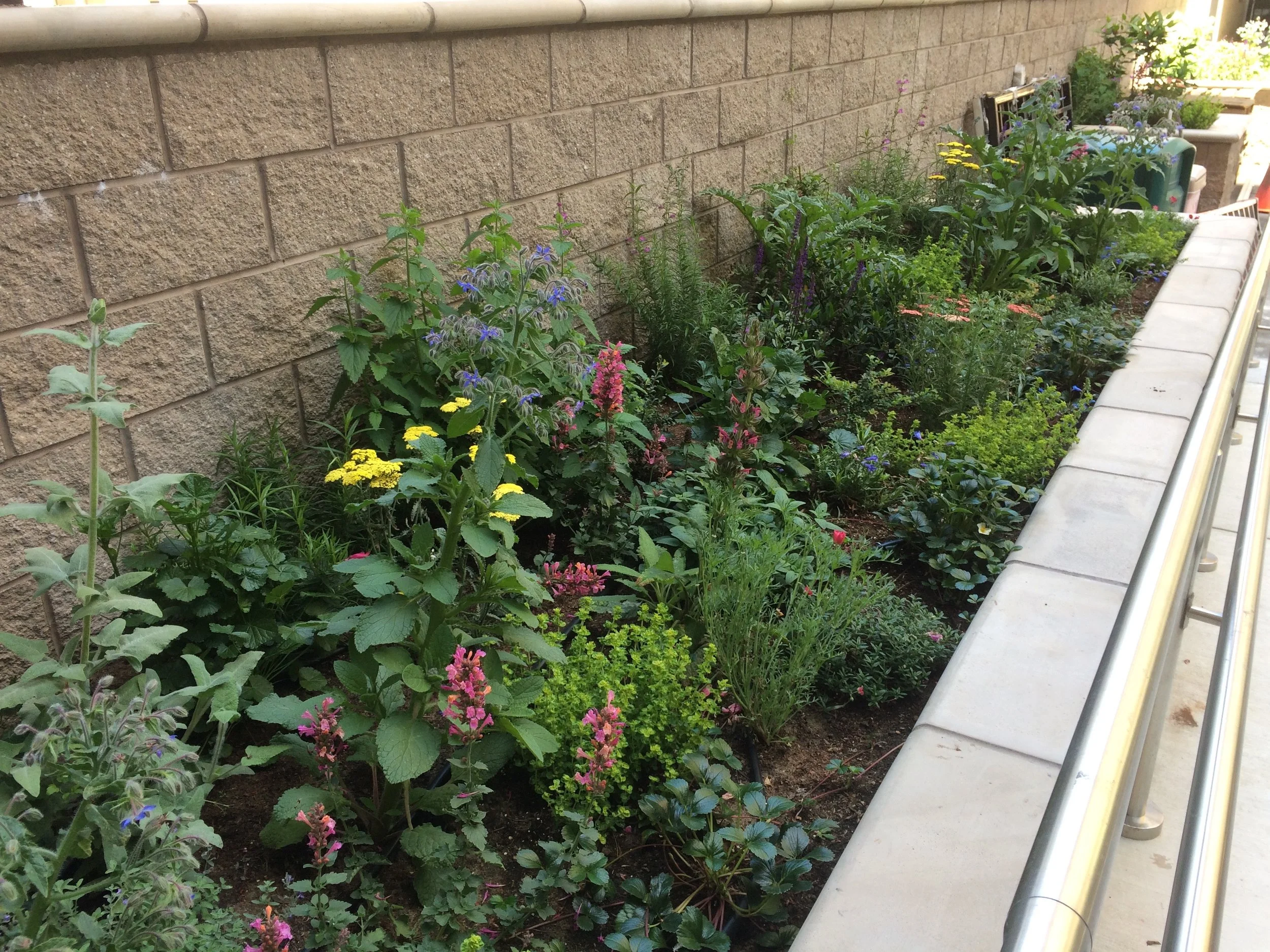 Beyond Honey: Healthy Landscape For All Pollinators. Creating organic commercial landscaping in Downtown San Francisco