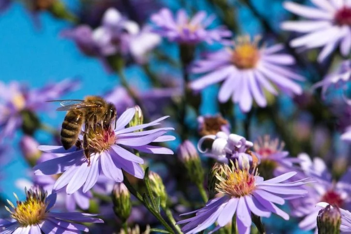 On World Bee Day Slow Food Launches an Action to Save the Bees