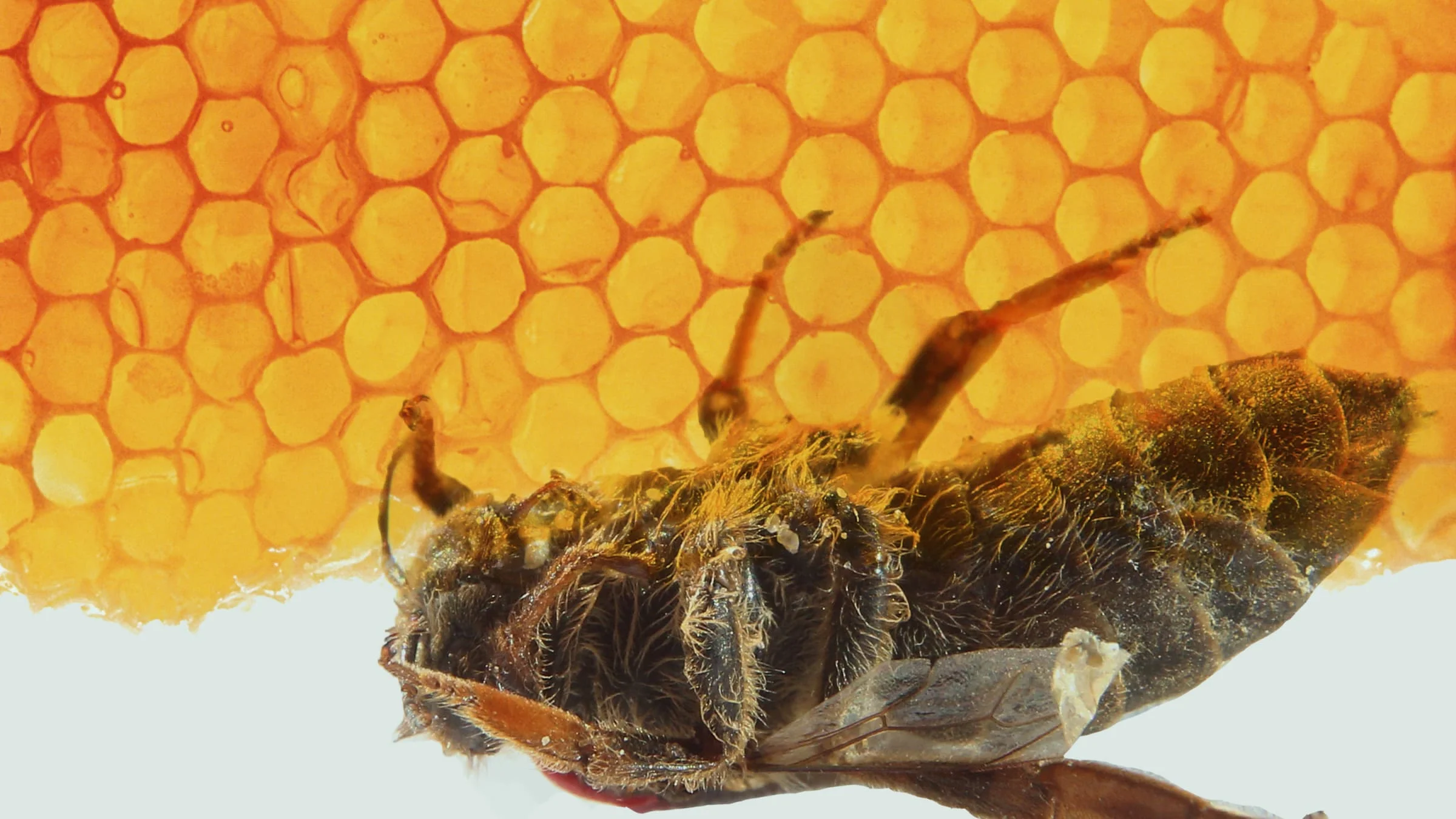 It’s Not Just Bees That Are Disappearing, It’s People...