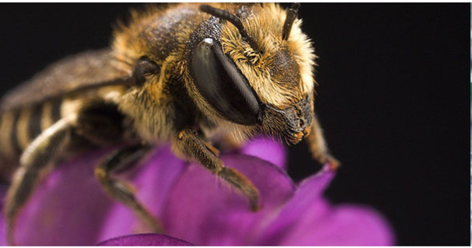 Good Job, Humans: Bees Are Making Nests Entirely Out of Plastic