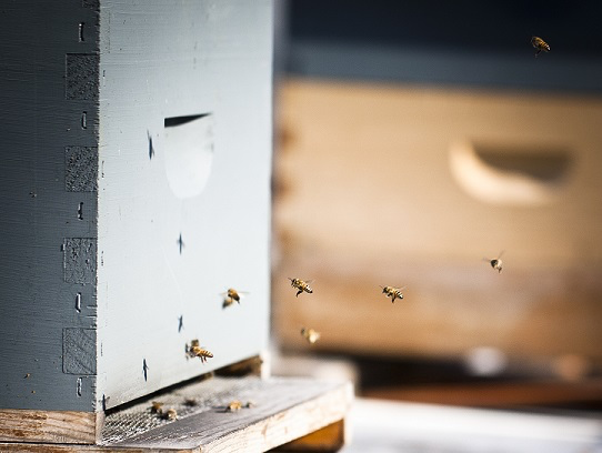 Blog about Terry Oxford for Cotogna Restaurant 