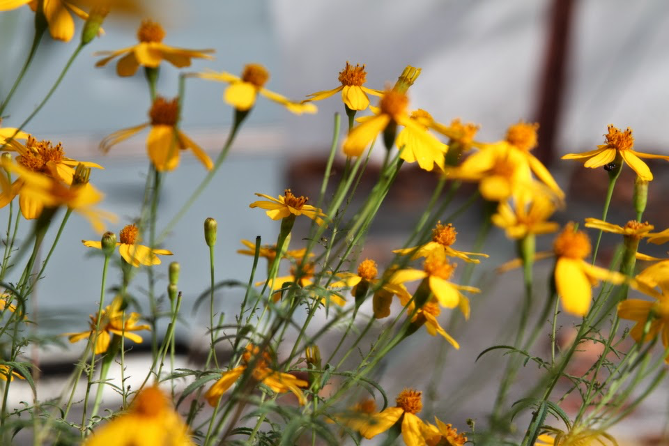 Article on Hoodline about Jardiniere Rooftop Hives