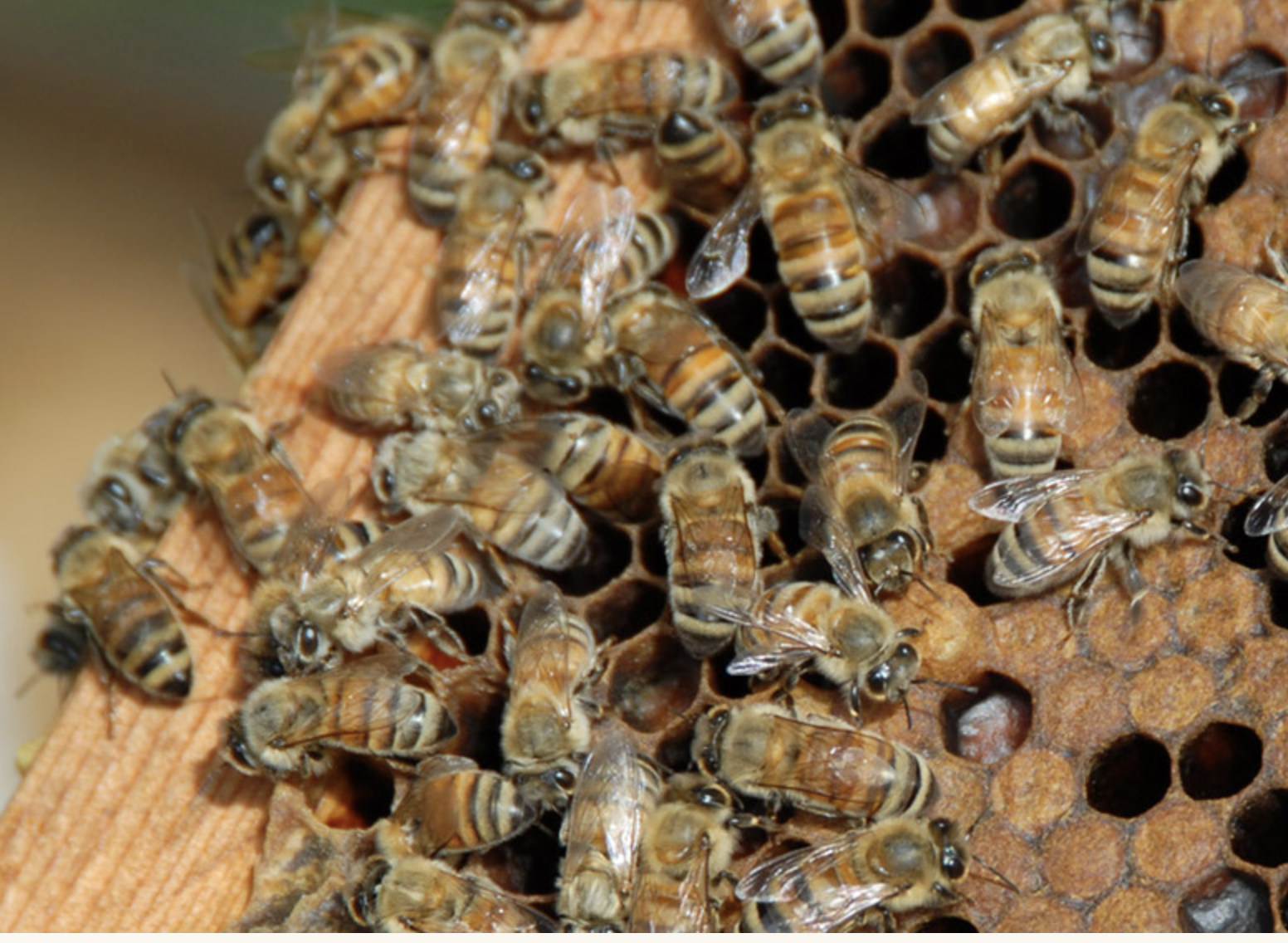 Organic Valley Radio Interview