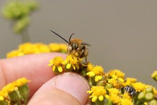 Podcast: Pollinators and Power with JENNY CULLINAN