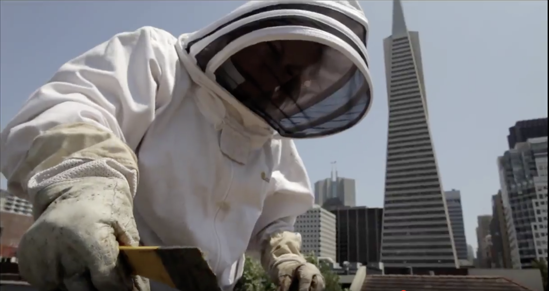 Nopa Film by Nopalize  