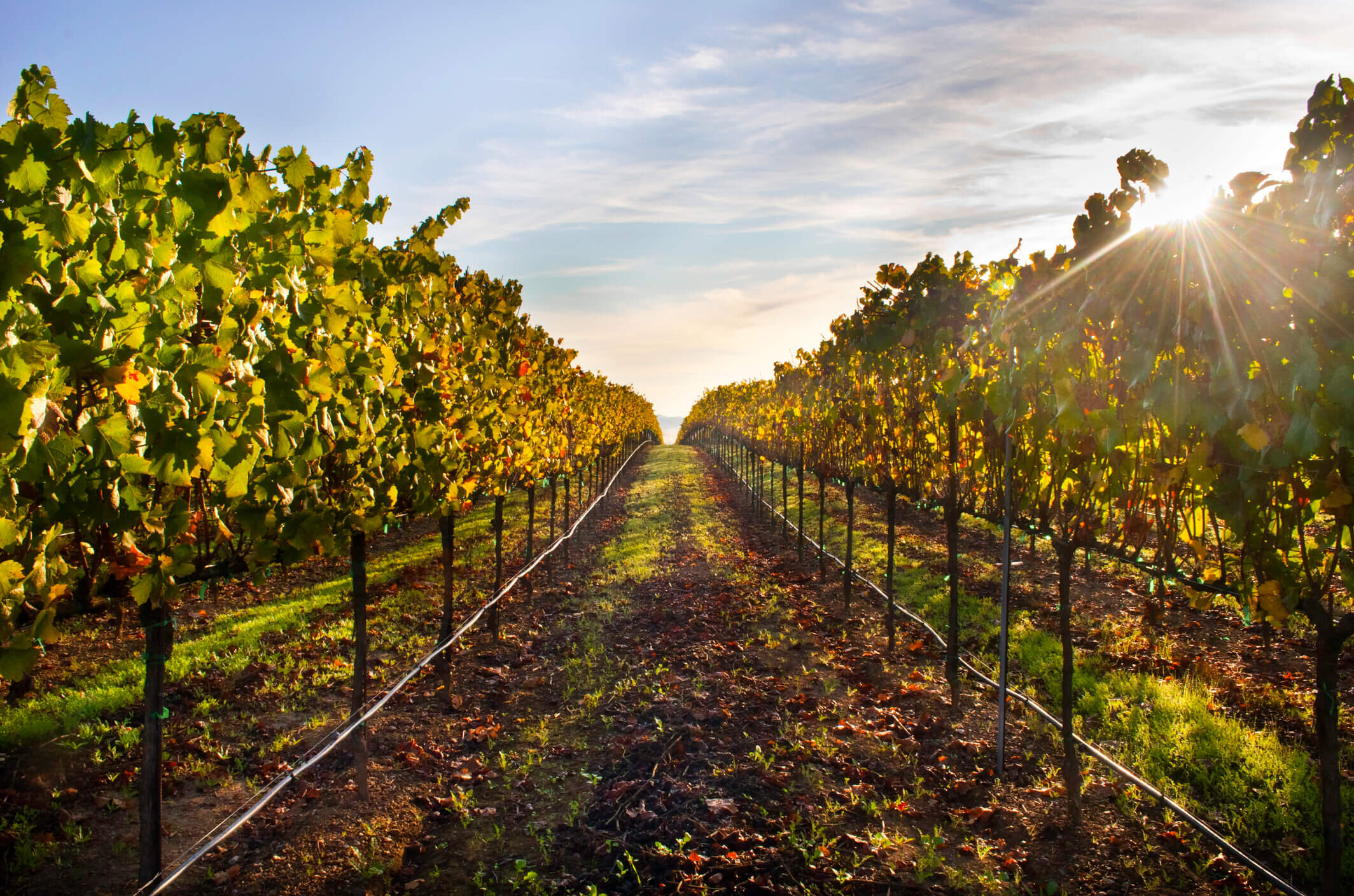 Napa Valley vineyards are an enchanting place to paint.