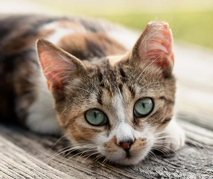 ear_tipped_cat.jpg