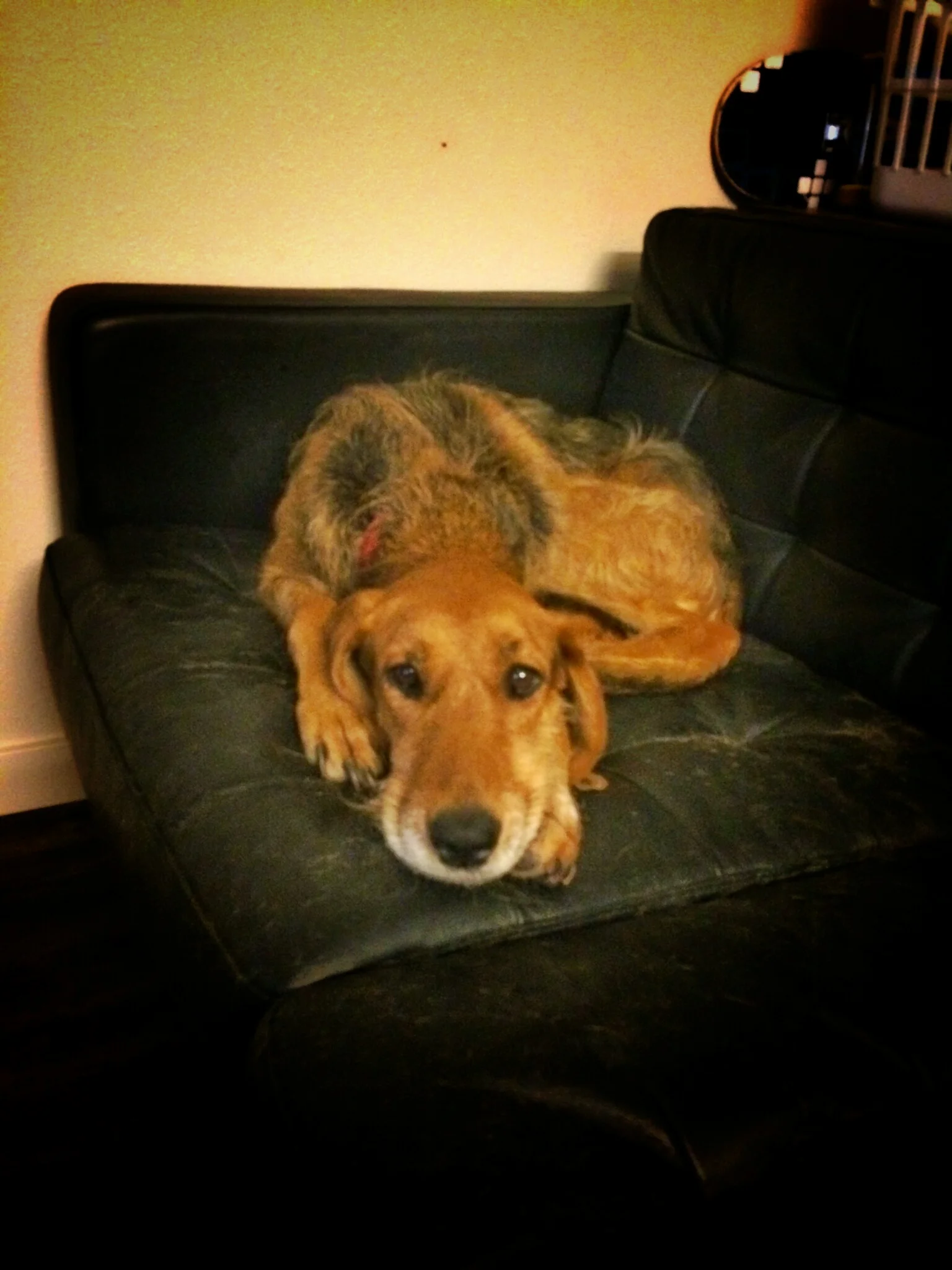 Lykka: The Adventure Dog