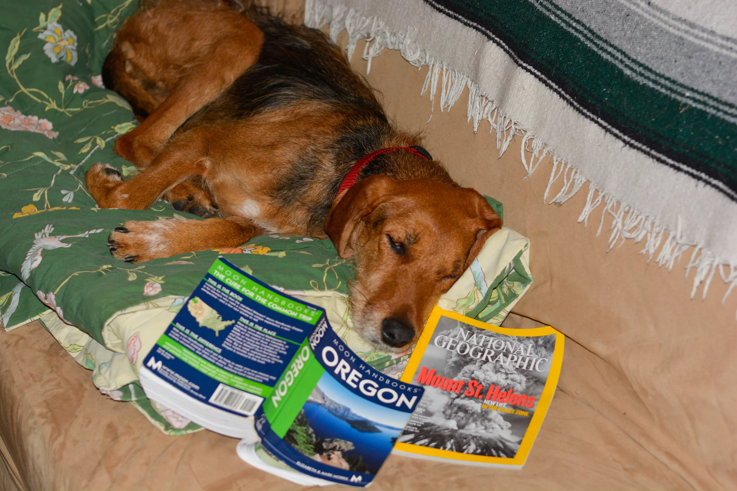 Oakridge Tired Dog Ranch